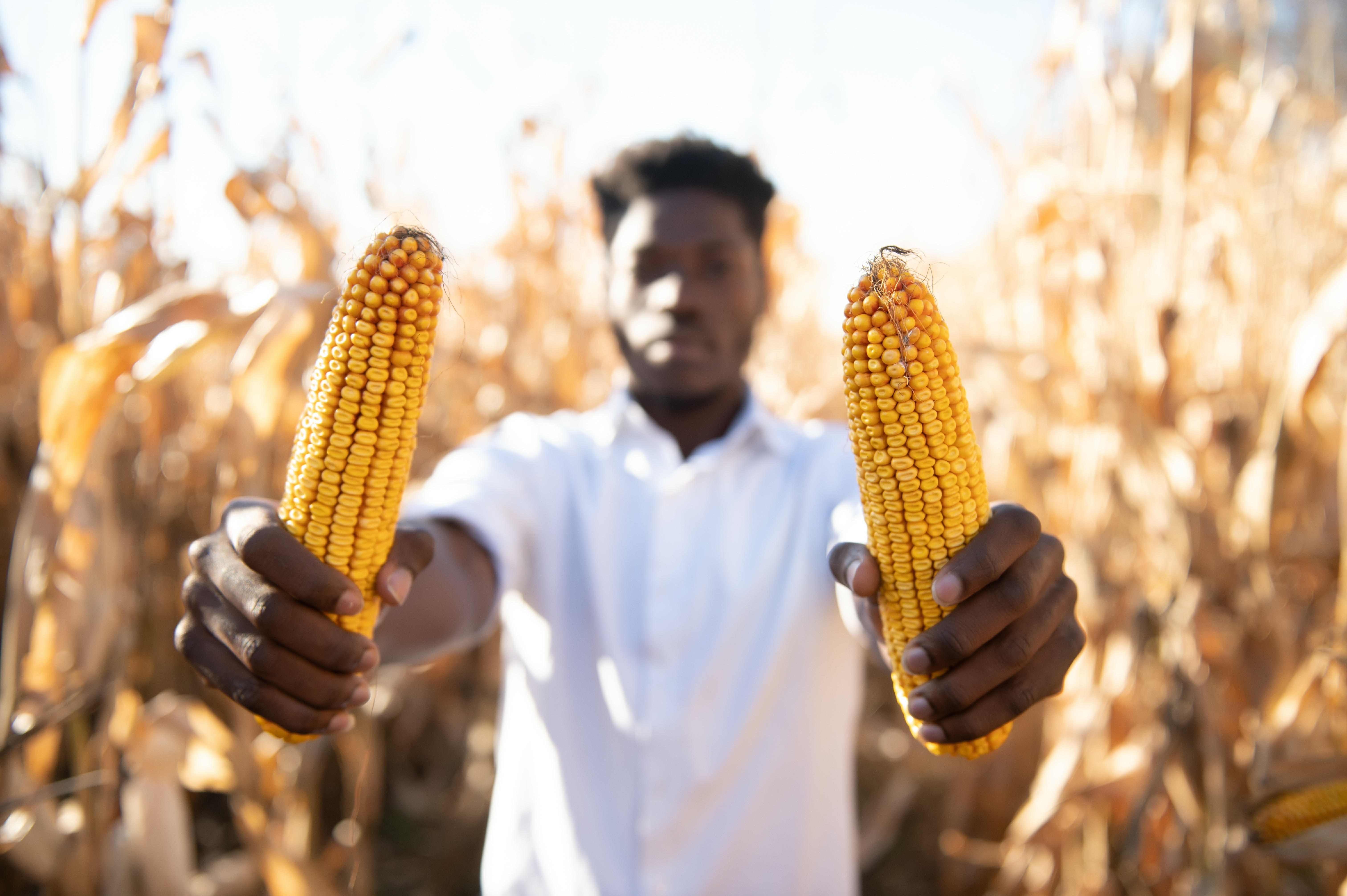 dreamstime_xxl_237778186